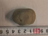 Skamieliny, minerały, koralowce