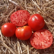 Pomidor Buffalo Heart Giant - olbrzymie bawole serce -nasiona