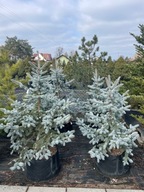 Świerk kłujący Koster 150-160cm