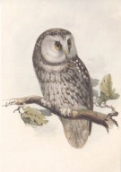 SOWA - WŁOCHATKA - PTAKI EUROPY - 1837 - PTAK - PTAKI