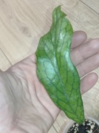 Hoya Hoja VITELLINOIDES ukorzeniona