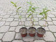 Trojeść krwista (Asclepias incarnata) - 3szt