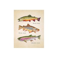 „Trzy Pstrągi” – Ilustrowany Plakat Edukacyjny w Stylu Vintage