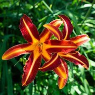 Liliowiec Tarantula .Sadzonka wielopędowa