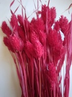 Trawy Mozga Kanar naturalna susz suszona trawa bukiet czerwona