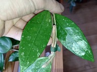 Hoya Hoja RHM 14 1 cięta