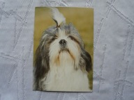 PIES SHI TZU