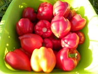 Papryka Flamingo słodka bardzo plenna gruntowa nasiona kolekcjonerskie