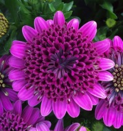 Stokrotka Afrykańska Osteospermum 3D Purple SŁONECZNE KWIATY