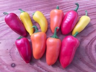 Papryka Lunchbox bardzo plenna słodka nasiona kolekcjonerskie