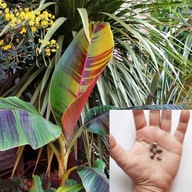 Musa Sikkimensis Red Tiger Banan Bananowiec 3 nasiona ŚWIEŻE NASIONA