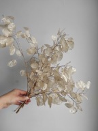 Lunaria miesięcznica suszona