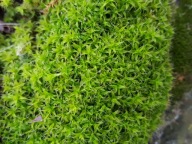 MECH ŻYWY GWIAZDKI 1SZT - DO WYSTROJU TERRARIUM DLA PATYCZAKÓW STRASZYKÓW