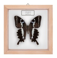 Motyl w gablotce Papilio delalandei