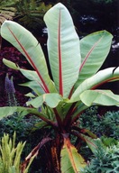 Ensete Ventricosum Large Seed Banan - Bananowiec Abisyński 10 NASION