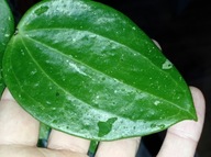 Hoya Hoja MACROPHYLLA SNOW QUEEN cięta