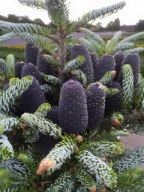 ZIELEŃ + BIEL + FIOLET Jodła koreańska 'Silver Glanz' Abies koreana