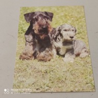 POCZTOWKA PIES CESKY TERIER