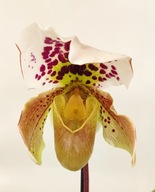 storczyk paphiopedilum sabotek 3