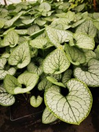 BRUNERA WIELKOLISTNA "SILVER HEART" sadzonka