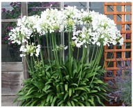 Czosnek Neapolitański biały sadzonka w doniczce p9 10 cm mrozoodporny