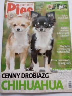 Przyjaciel Pies nr 9 2013 Chihuahua czasopismo + plakat Basset i Szpic m.