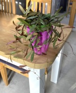 CAŁA Hoya SIGILLATIS ze ZDJĘCIA, 7 roślin w doniczce