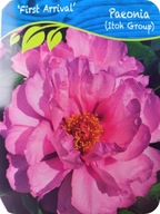 Piwonia ITOH First Arrival, sadzonka 30-40 cm