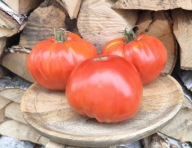 Pomidor Ivuntanskij giant kolekcjonerskie nasiona pomidorów