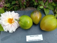 Pomidor Sweet trufla od Sofia Saakova nasiona kolekcjonerskie