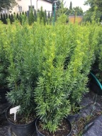 Cis hicksi W DONICY 2l