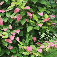 MINI KIWI| Aktinidia 'Dr Szymanowski'