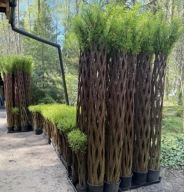 Wierzba pleciona sadzonka wiklina 220 cm PREMIUM UKORZENIONA
