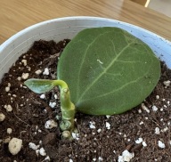 Hoya 'Christine' roślina ze zdjęcia młody listeczek