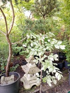 Wiąz biały japoński szczepiony wąsko kolumnowy centkowany inny