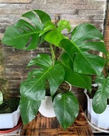 Monstera deliciosa monstera dziurawa SADZONKA 40 cm