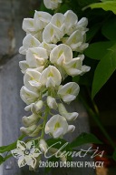 glicynia amerykańska 'Clara Mack' Wisteria