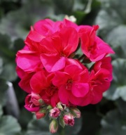 Pelargonia zonale Castello NAOMI Neon Purple