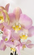 PHALENOPSIS storczyk rainbow 11