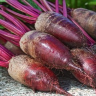 Nasiona buraka Benex opolski 10 g