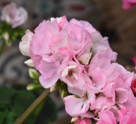 Pelargonia JASNA RÓŻOWA zonale SunRise HOLLY