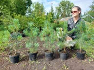 Sosna himalajska. sadzonka 45-cm