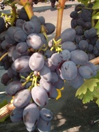 WINOROŚL Sadzonki winogron-Kodrianka- deserowa- duża