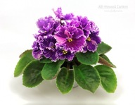 Fiołek afrykański # AV-Nochnoy Salyut #Liść