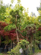 Jodła żółta azjatycka zimąokaz na taras ogród skalny koreańska inna