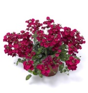 Diascia barberae Flying Colors Red