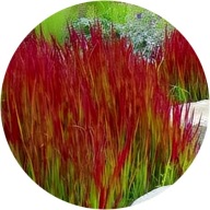 Trawa wieloletnia Red Baron