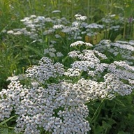 Krwawnik pospolity ziele 100g z Bieszczad