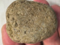 Skamieniałe koralowce algi glony agaty muszlowe