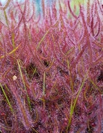 Rosiczka - Drosera binata var binata RED PLANT x50
